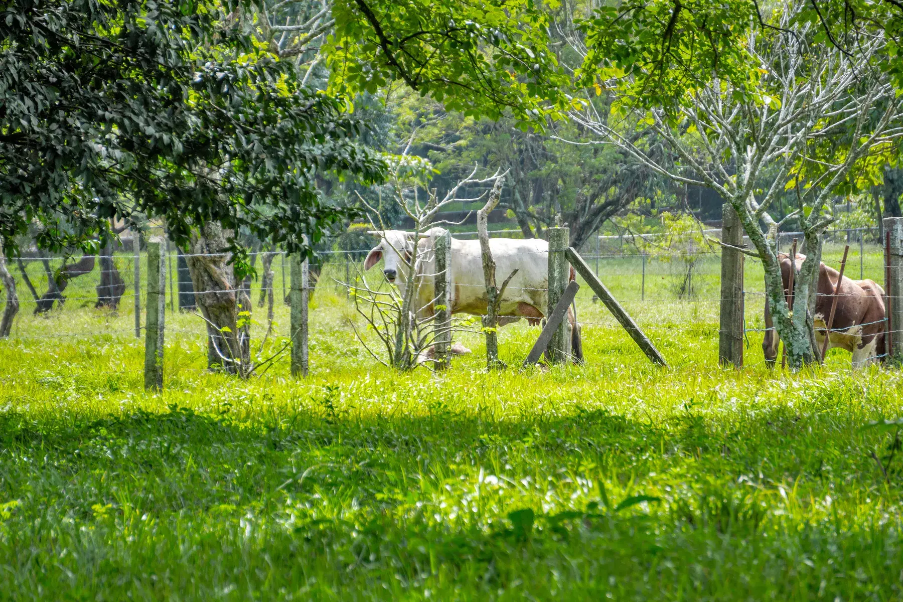 Terreno en Alajuela