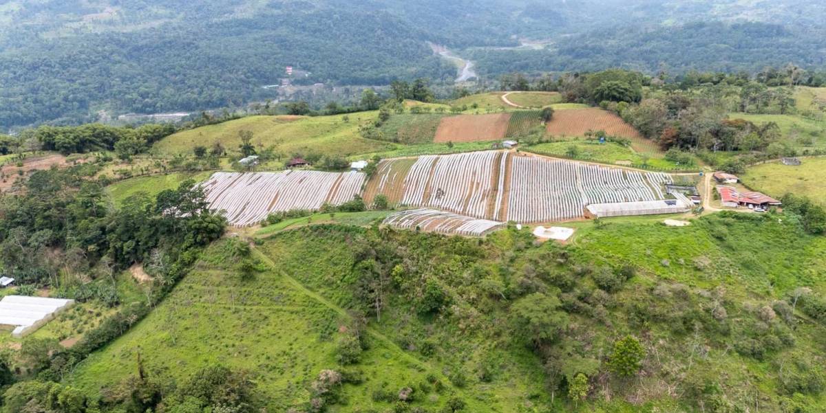 Venta de 19.7hectáreas en Finca Buena Vista con Gran Potencial en Turrialba
