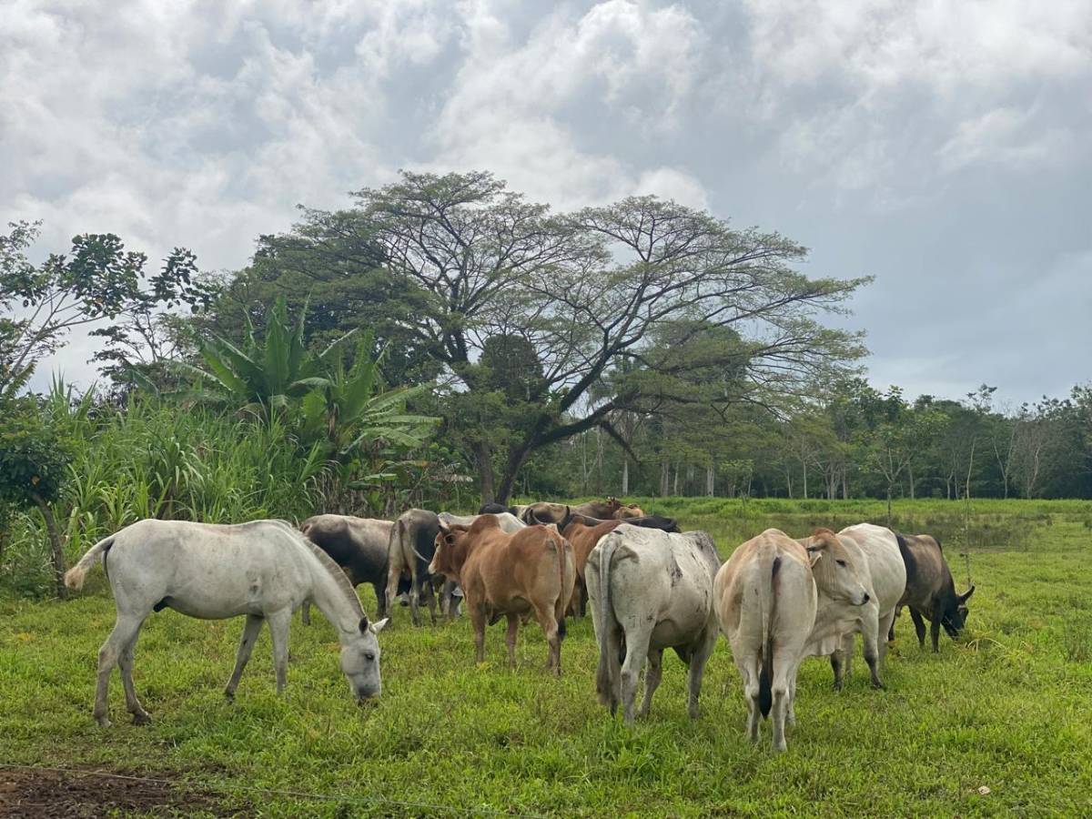 Finca en Delicias