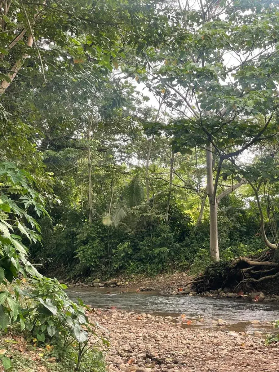Serenity In The Jungle, Hatillo, Dominical, Savegre, Quepos, Puntarenas, Costa Rica 60601, Hatillo