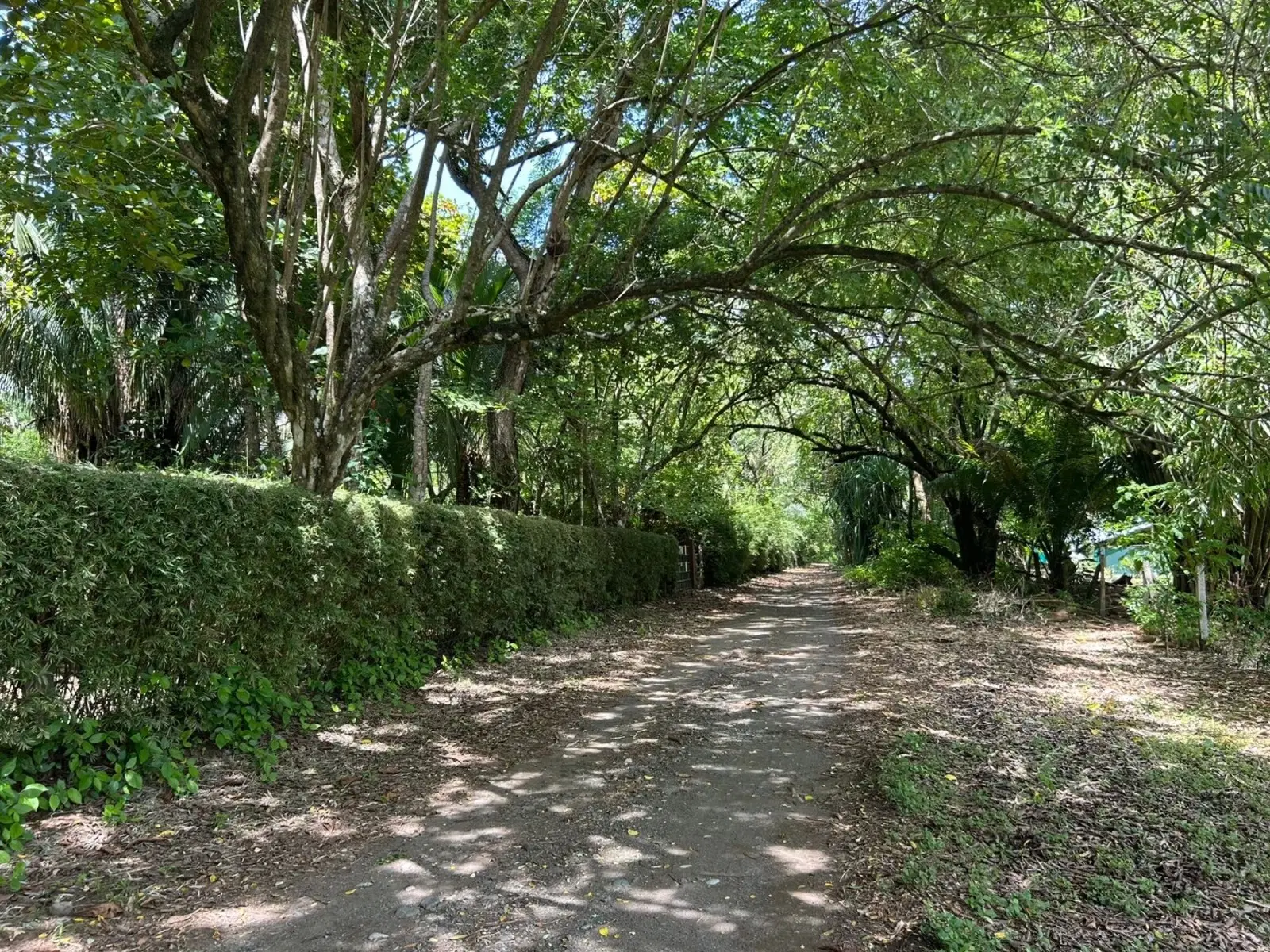 Terreno en Puerto Jiménez
