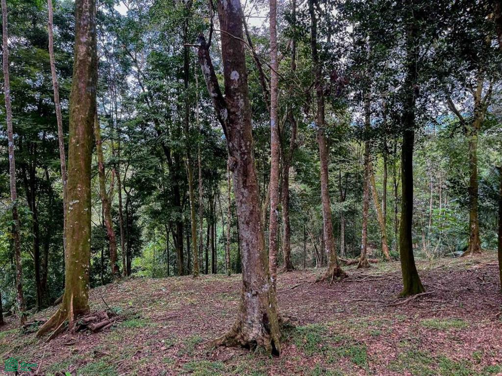Land at Bahía Ballena