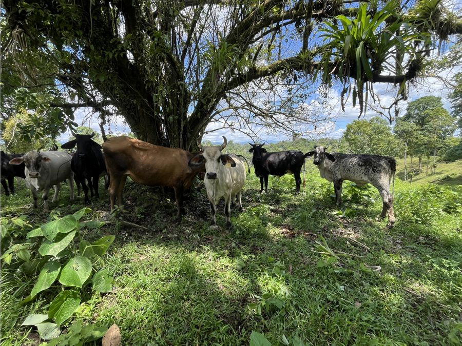 Finca en San Rafael