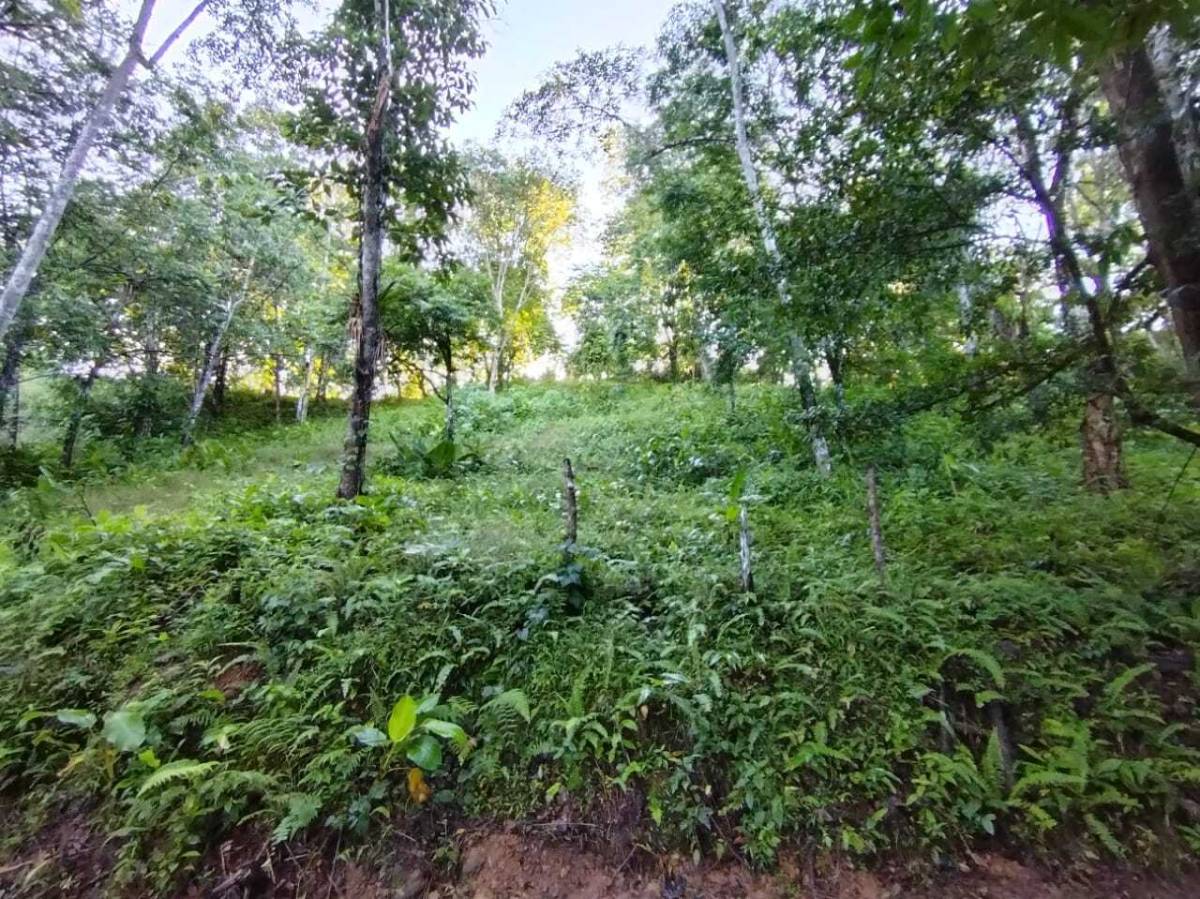 Property at Tres Ríos