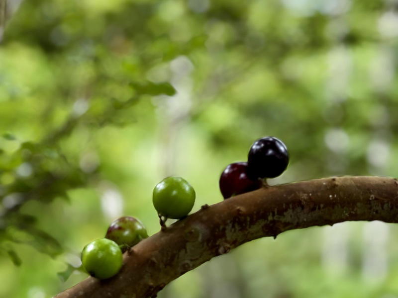 Propiedad en San Isidro de El General