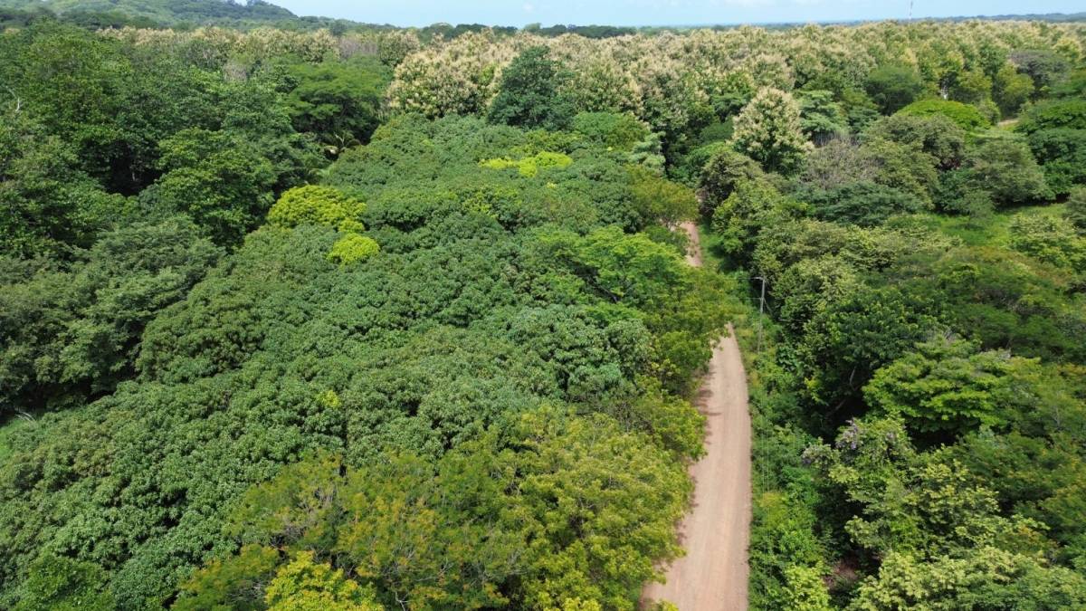 Estate at San José Pinilla