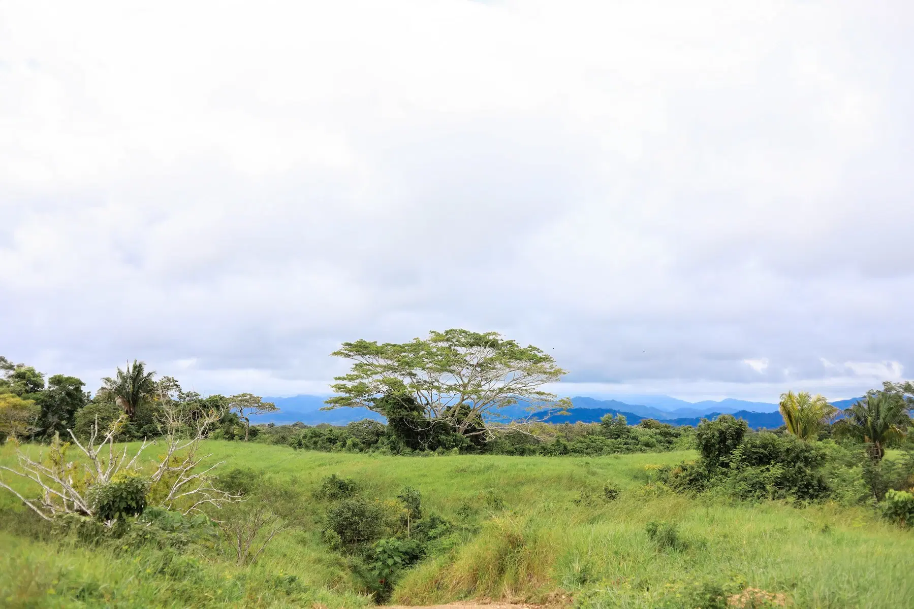 Land at Cóbano
