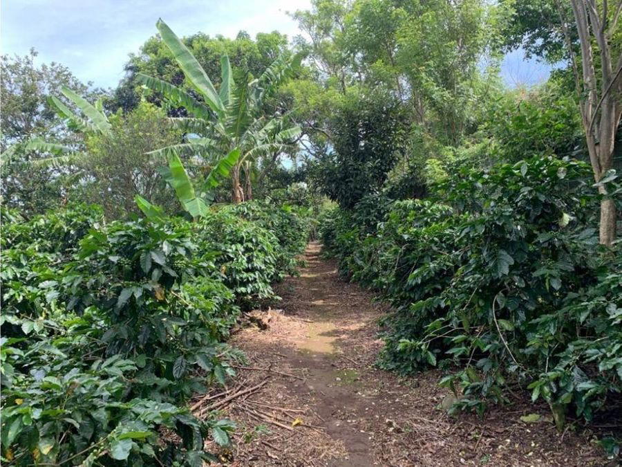 Finca en San José de la Montaña