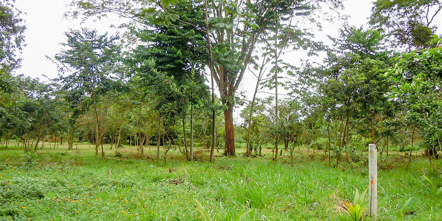 Property at Naranjito