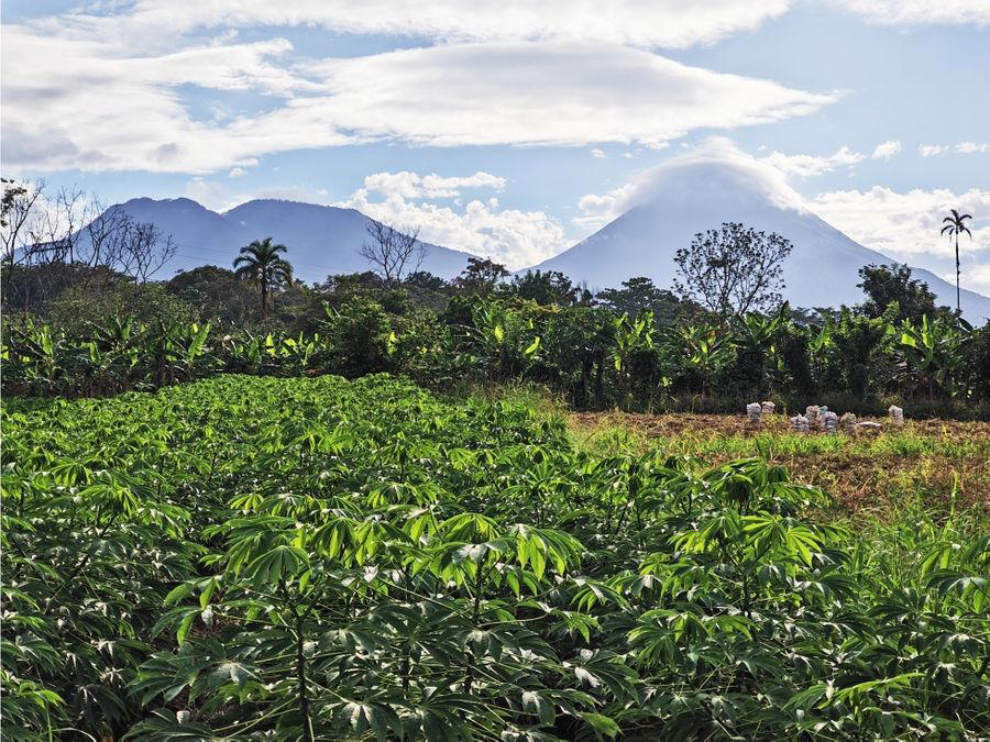 Finca en Cutris