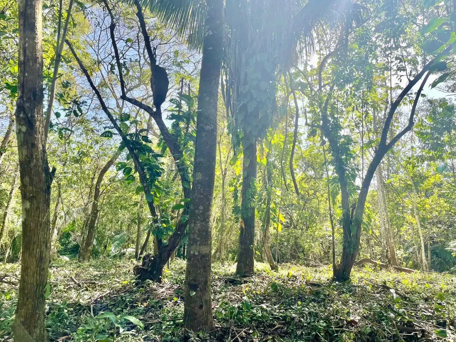 Terreno en Cóbano