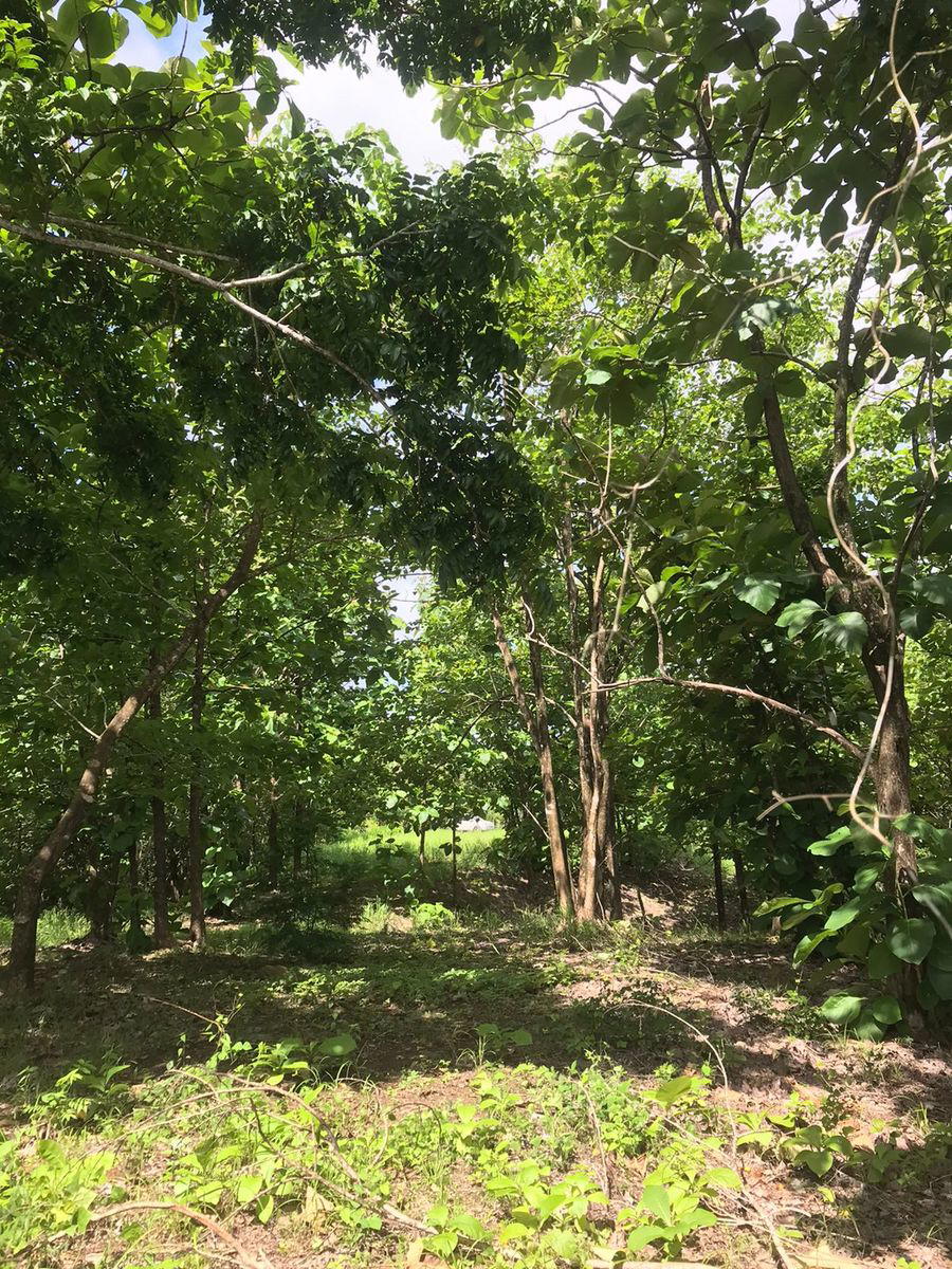 Terreno en Cóbano