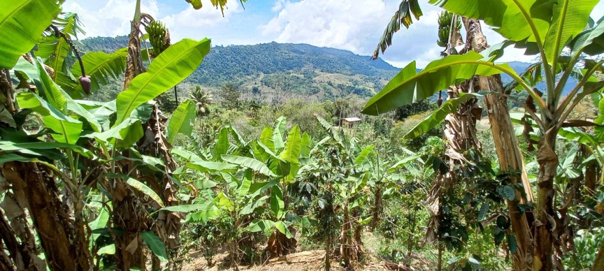 Finca en San Isidro del General