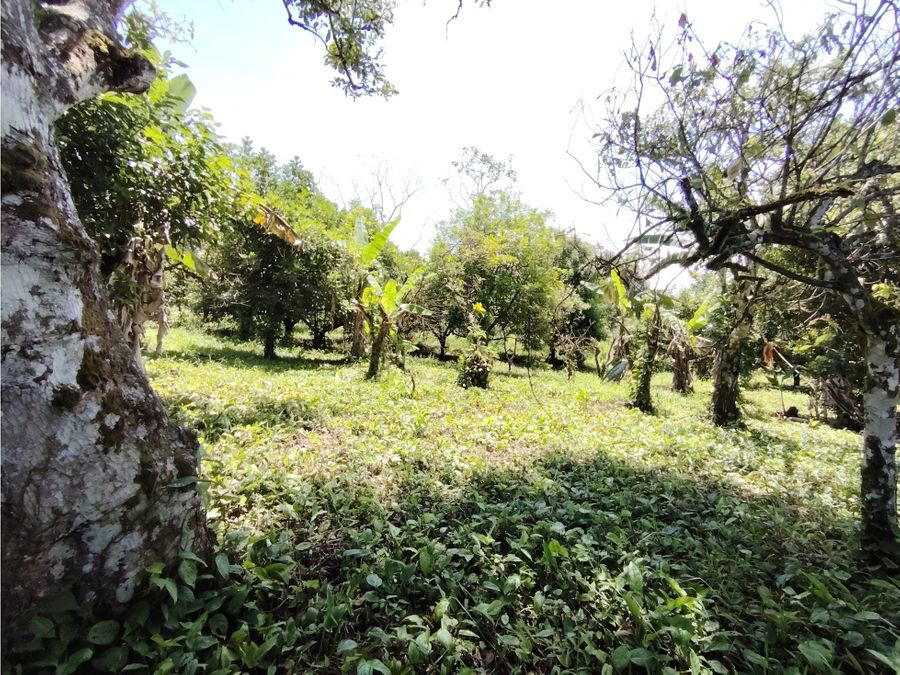 Finca en San Pedro