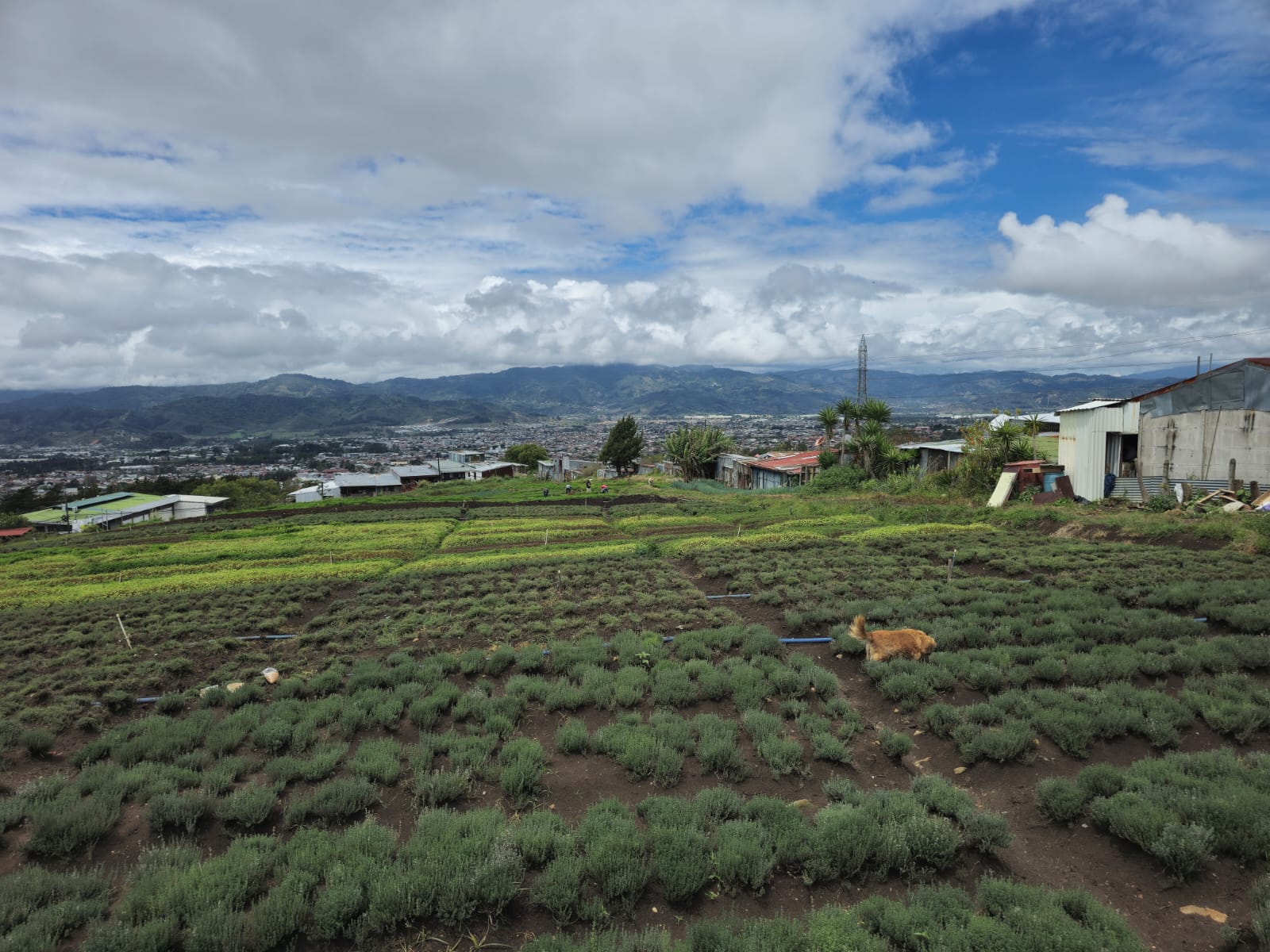 Commercial at San Rafael