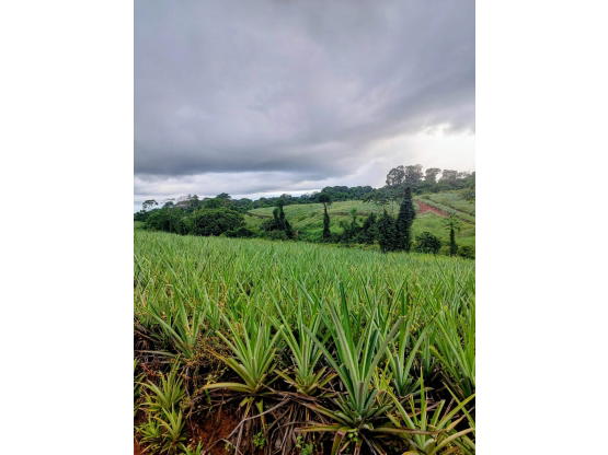 Finca en Cureña