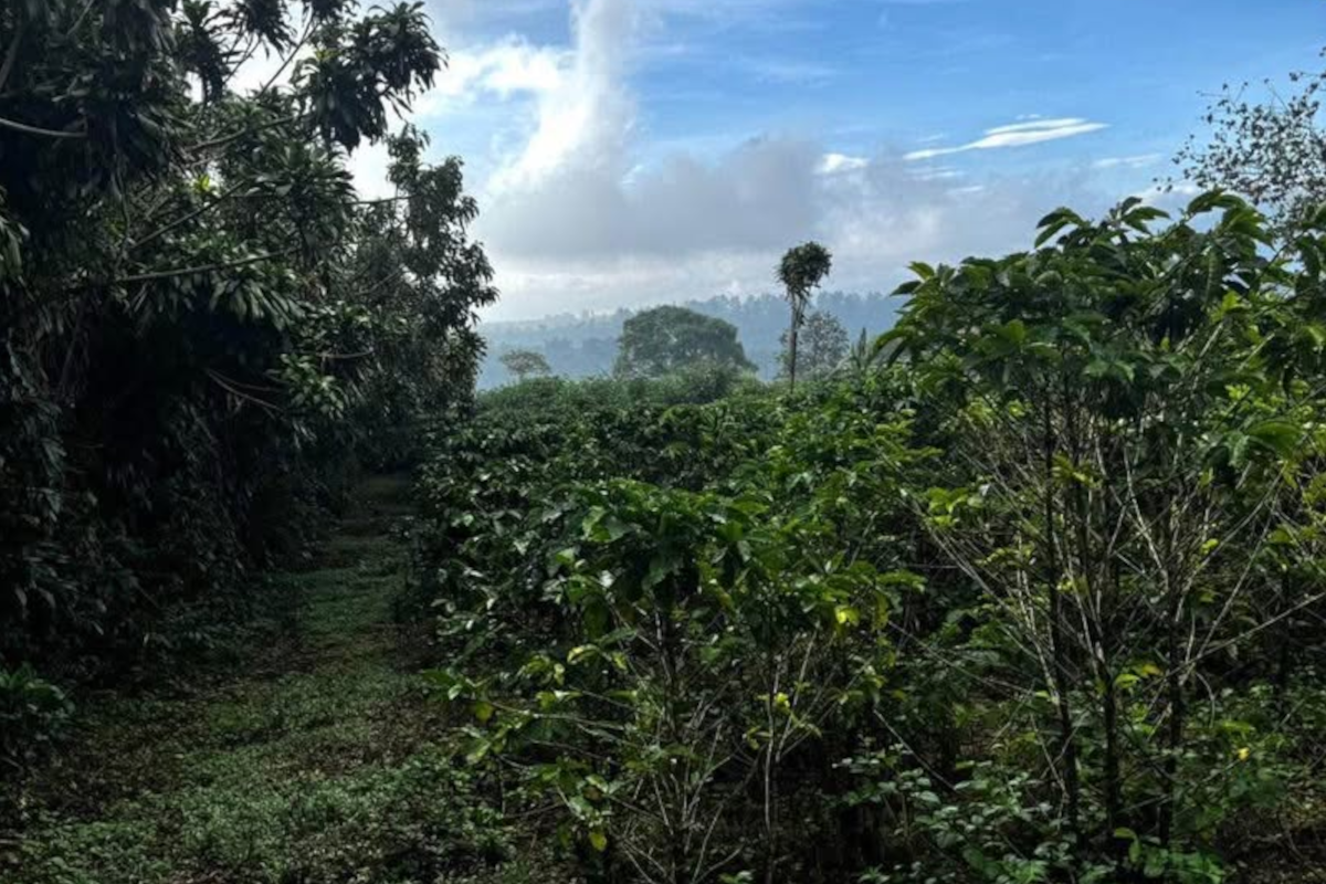 Land at Sabanilla