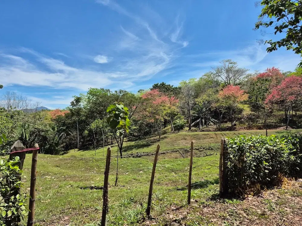 Land at Cóbano