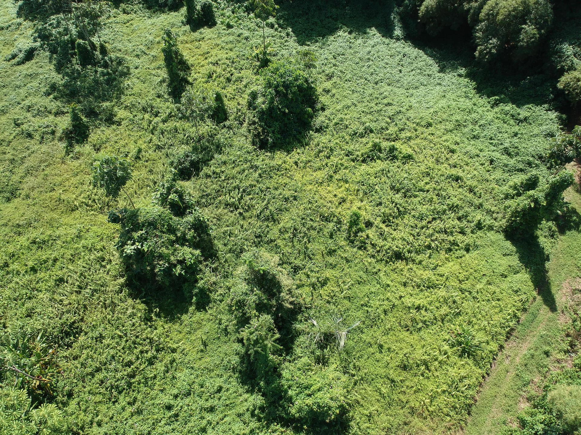 Property at Horquetas