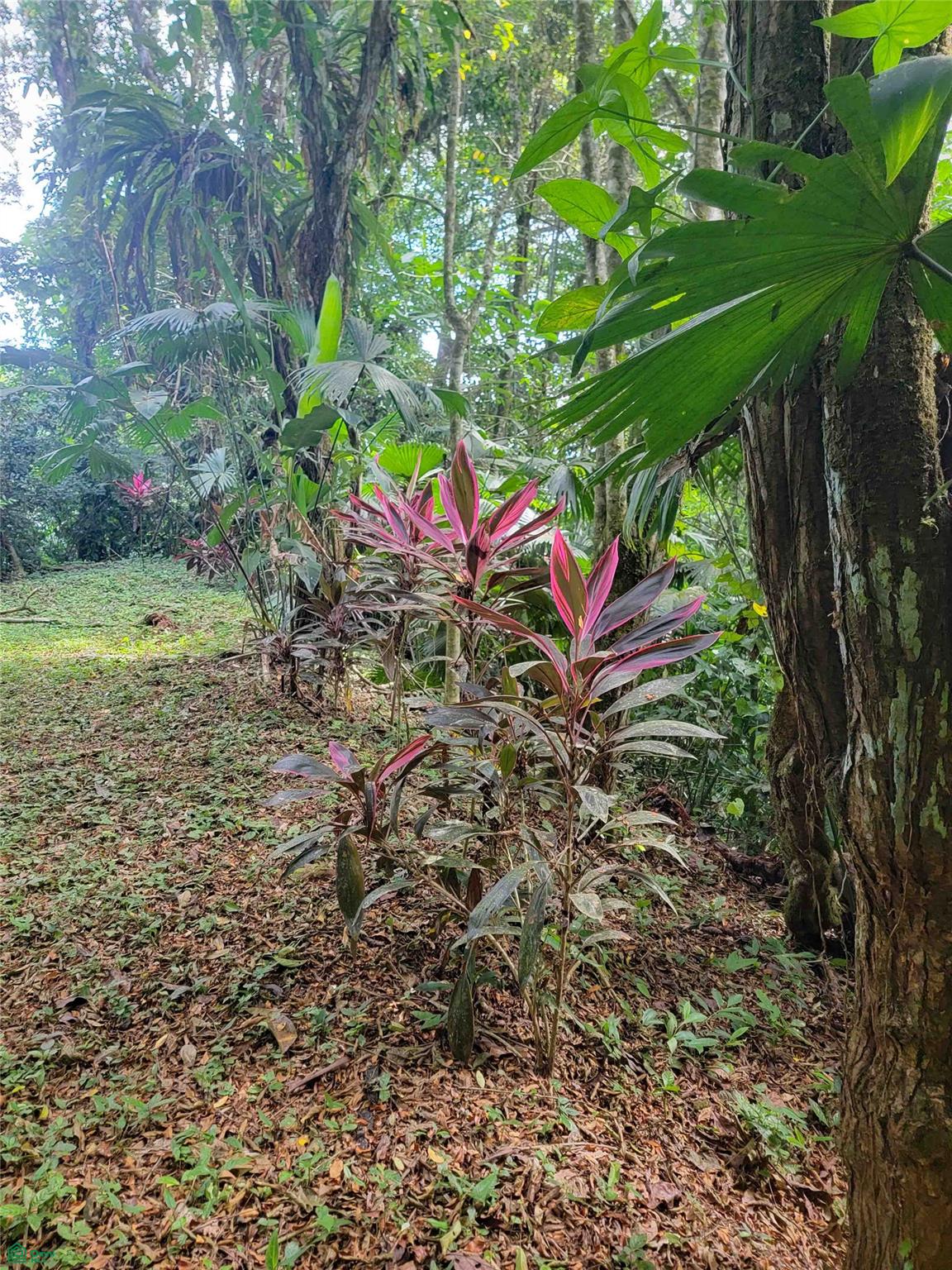 Land at Golfito