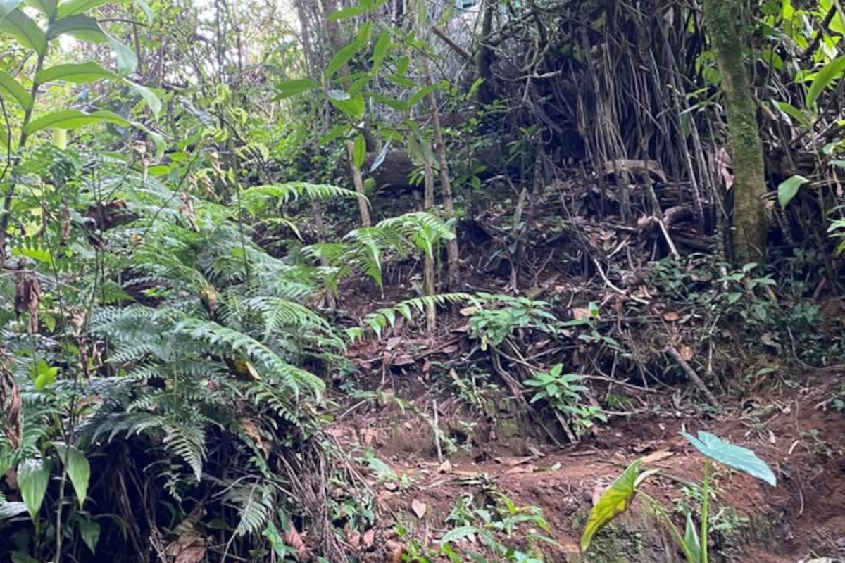 Commercial at Sabanilla