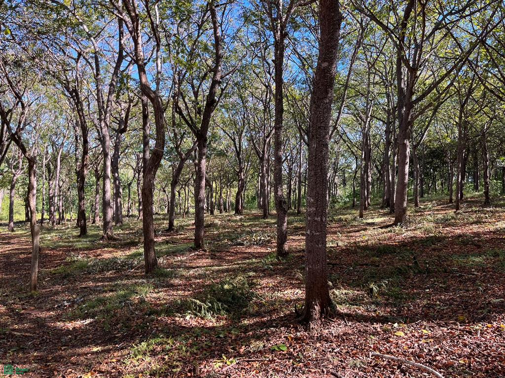 Land at Tamarindo