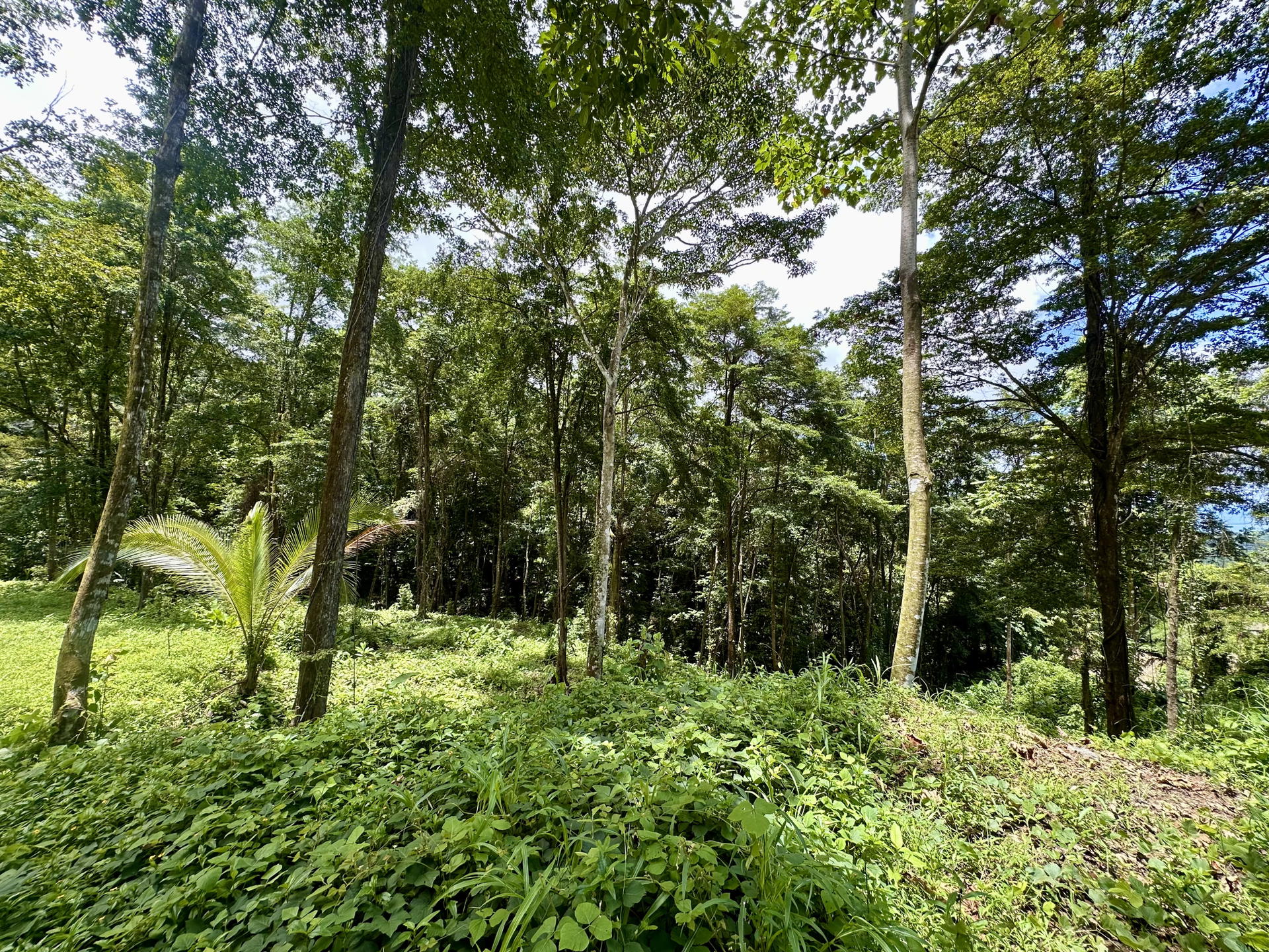 Land at Bahía Ballena
