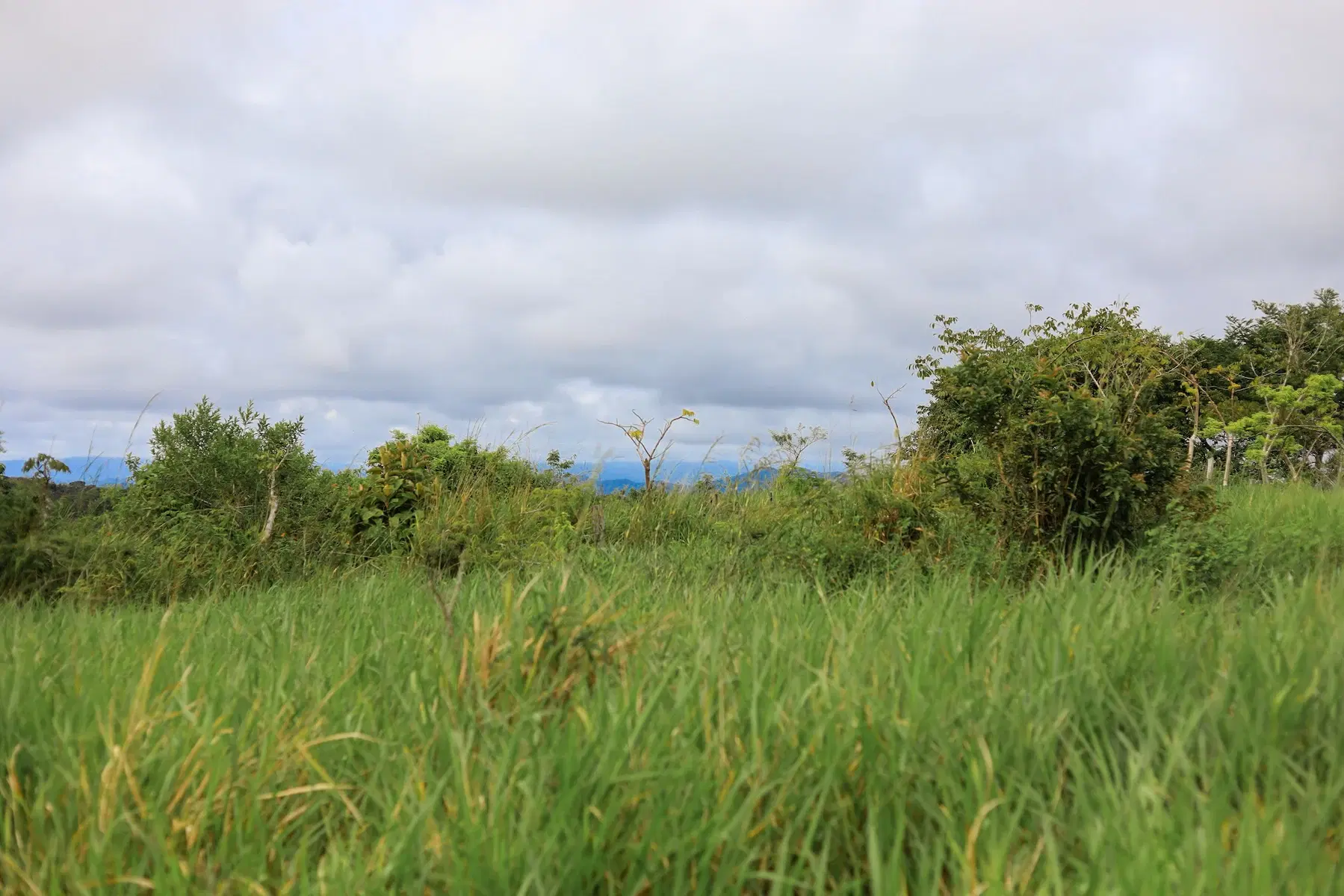 Land at Cóbano