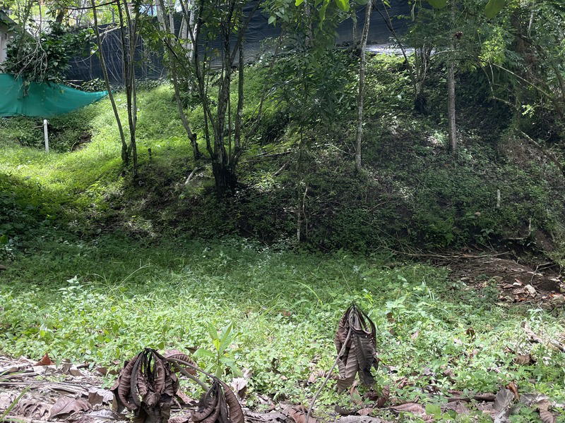 Terreno en Cóbano