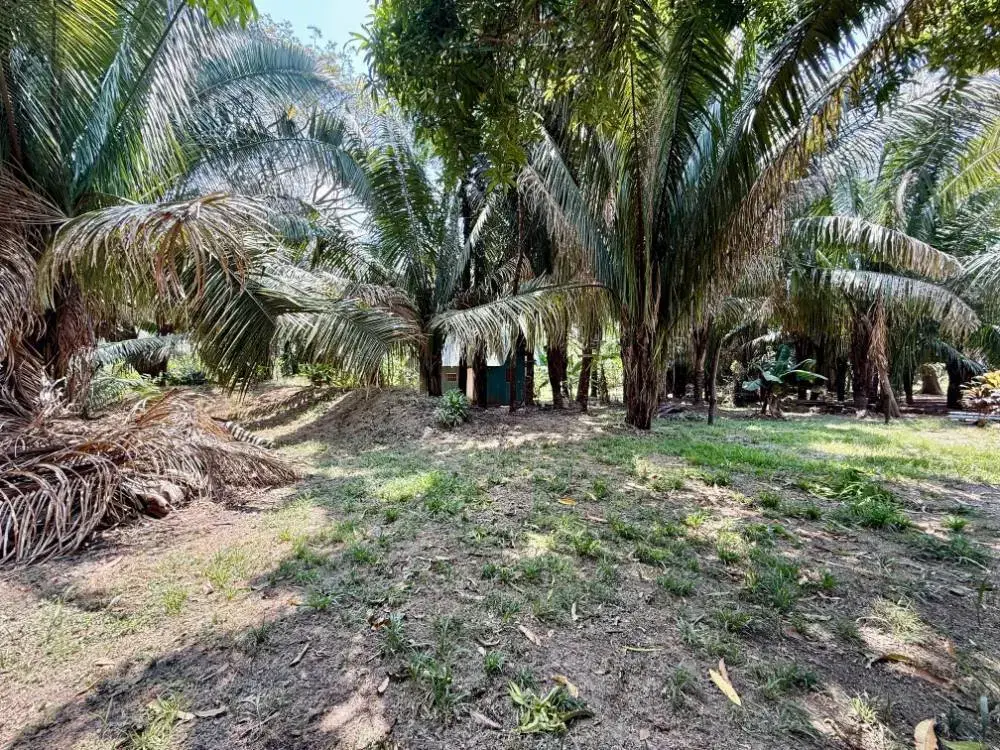 Land at Cóbano