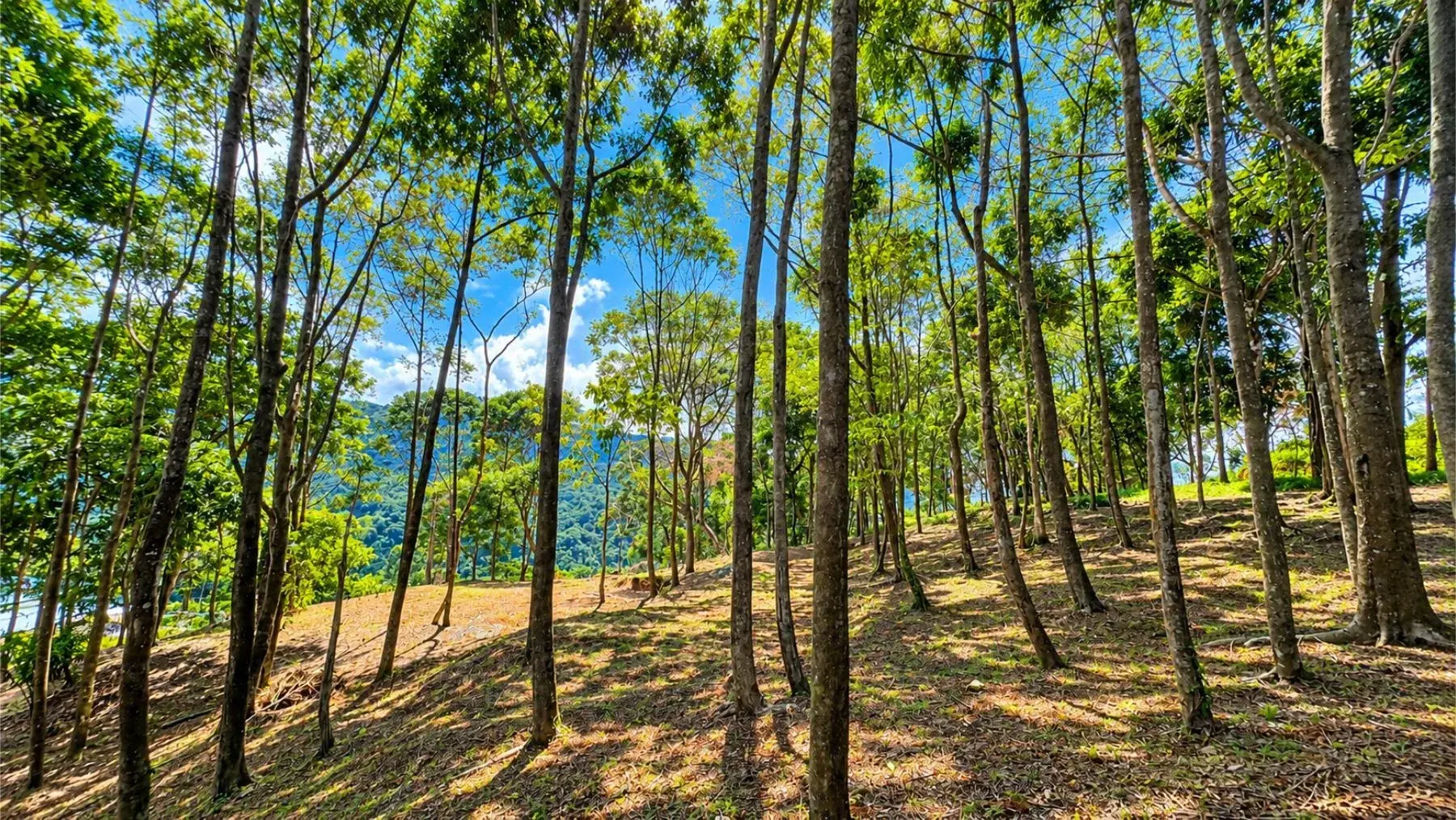 Terreno en Bahía Ballena