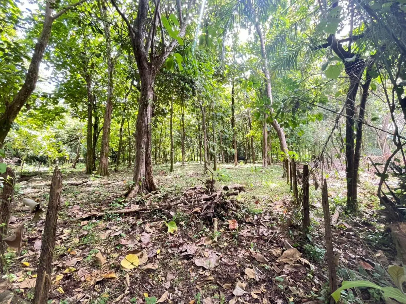 Land at Bahía Ballena