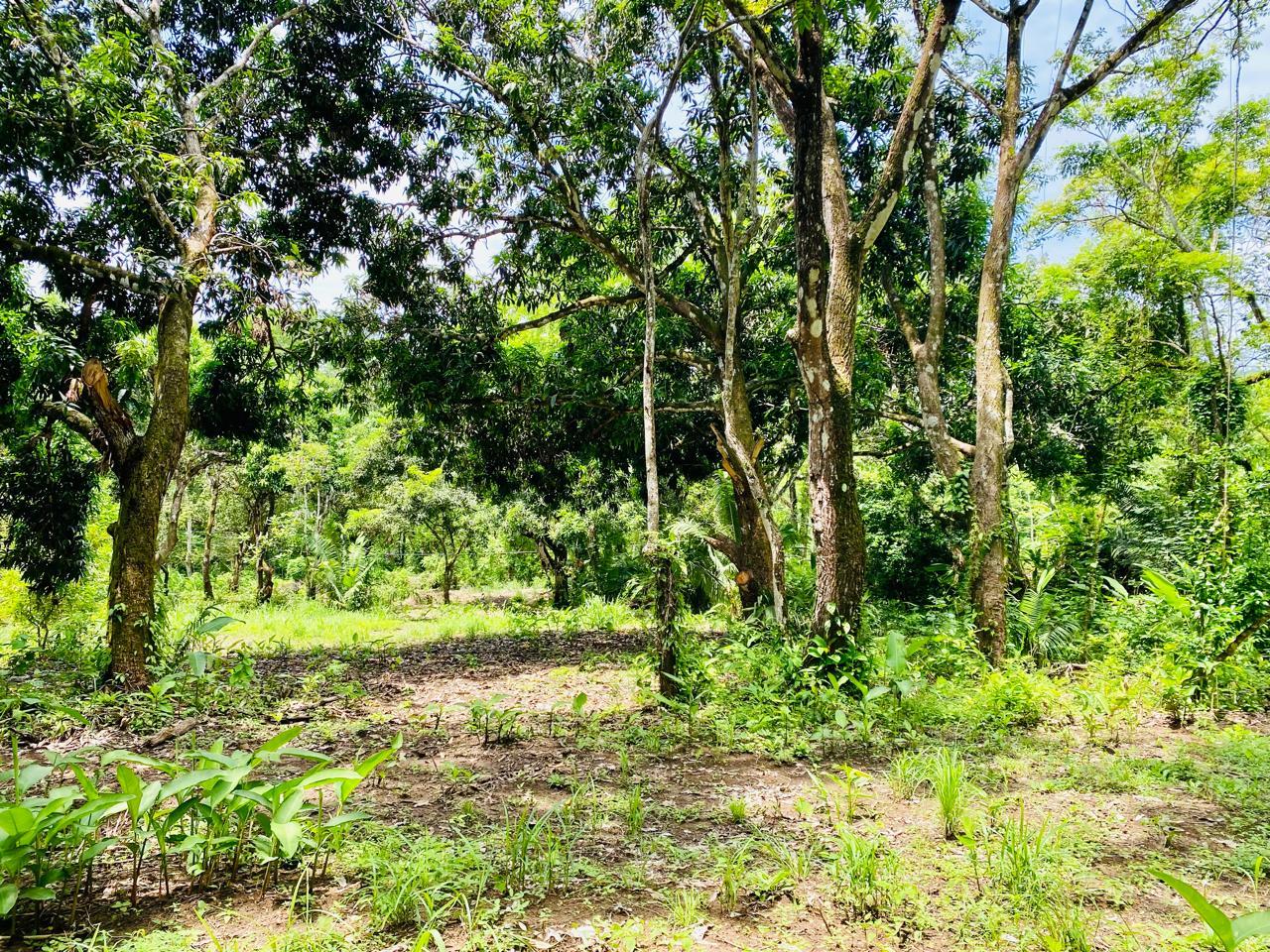 Terreno en Cóbano