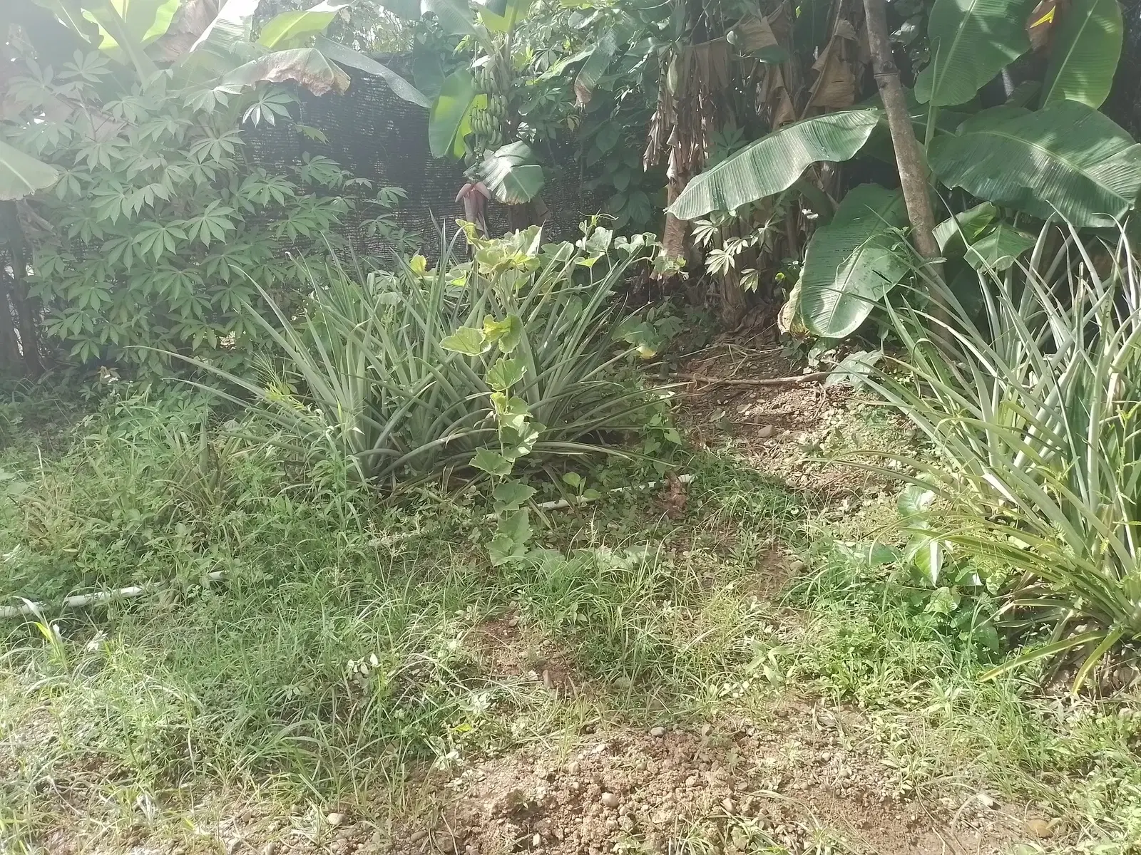 Commercial at Quepos