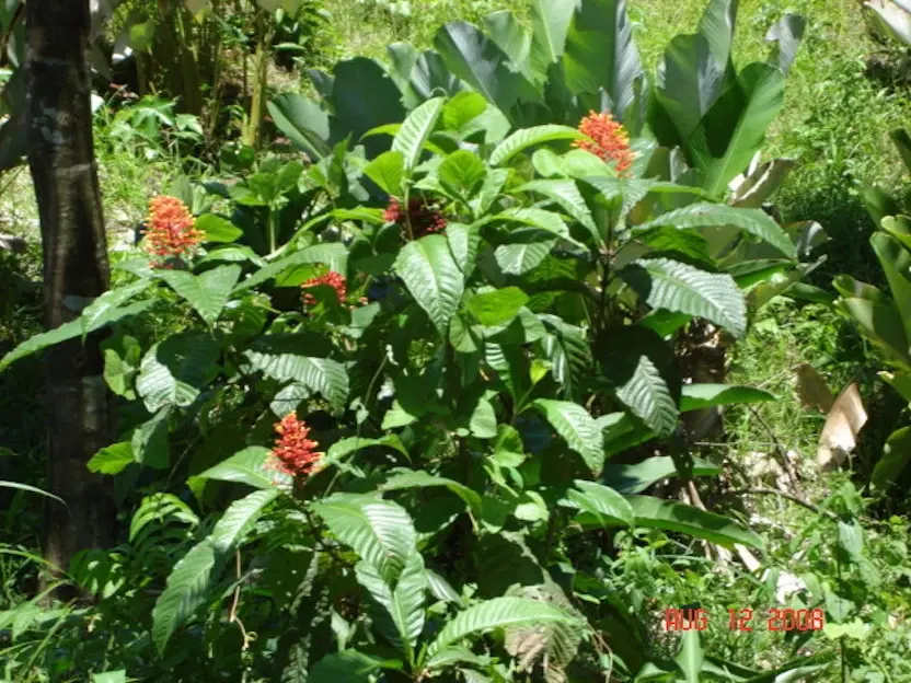 Land at Quepos