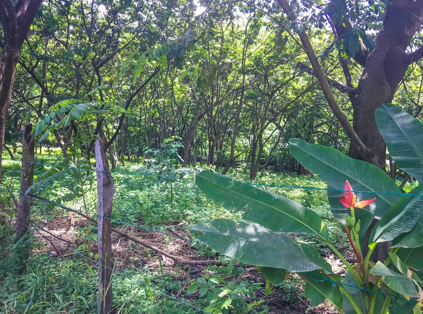 Terreno en Cóbano