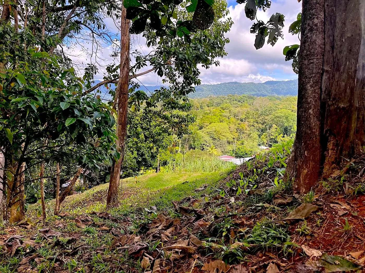 Land at Bahía Ballena