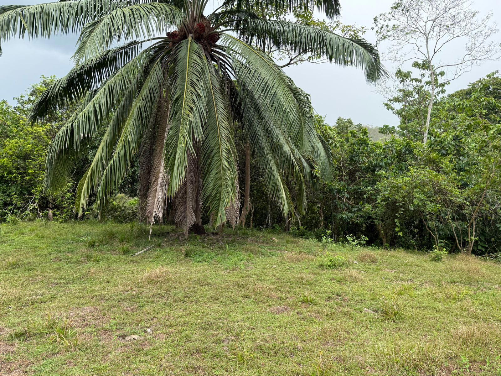 Estate at Parrita