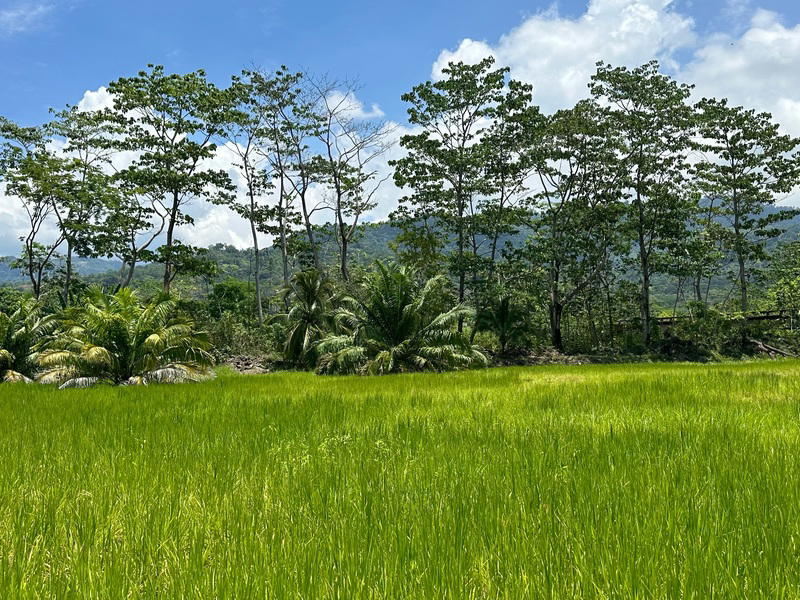Land at Bahía Ballena