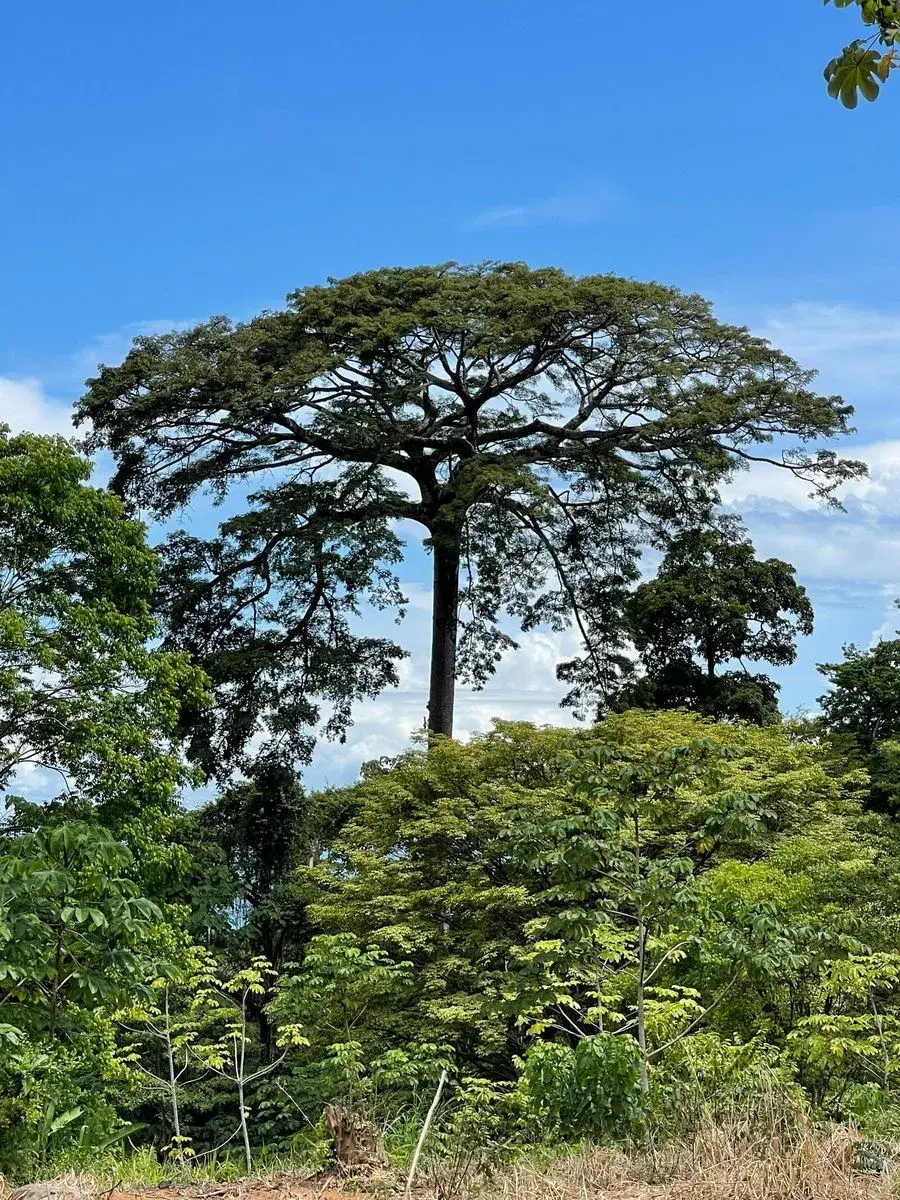 Terreno en Bahía Ballena
