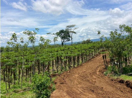 Estate at Heredia