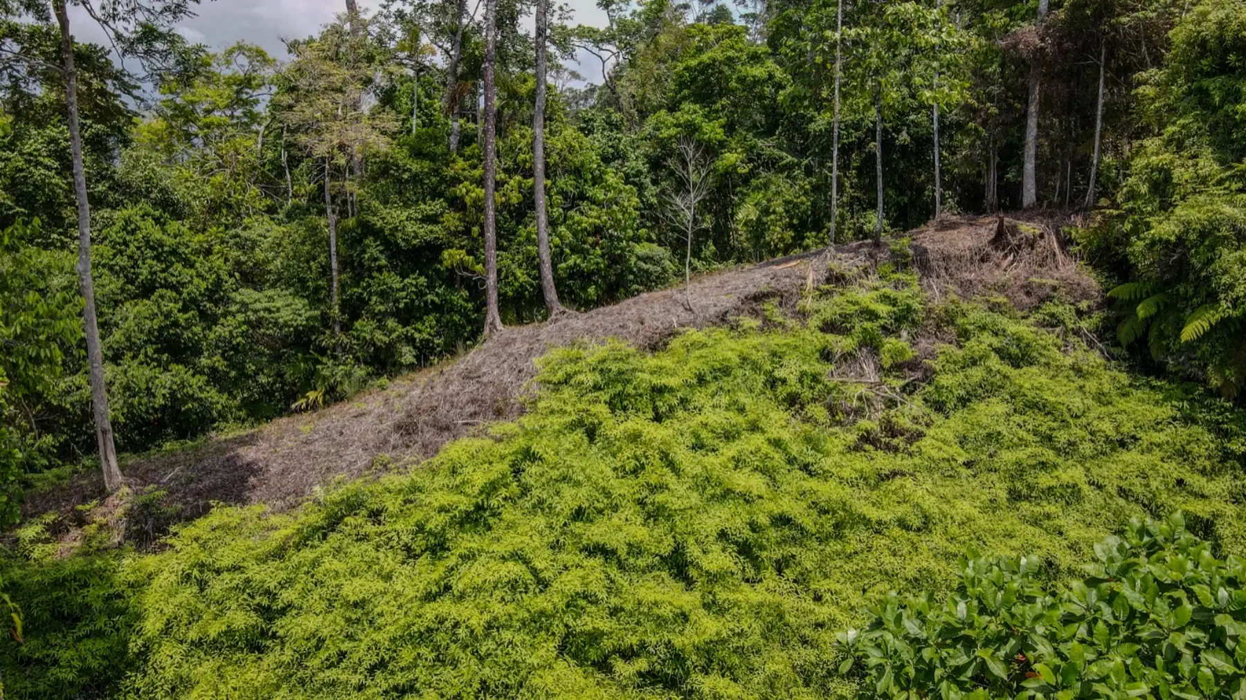 Terreno en Bahía Ballena