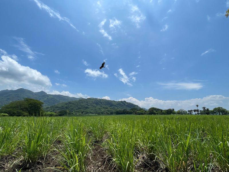 Terreno en Escobal