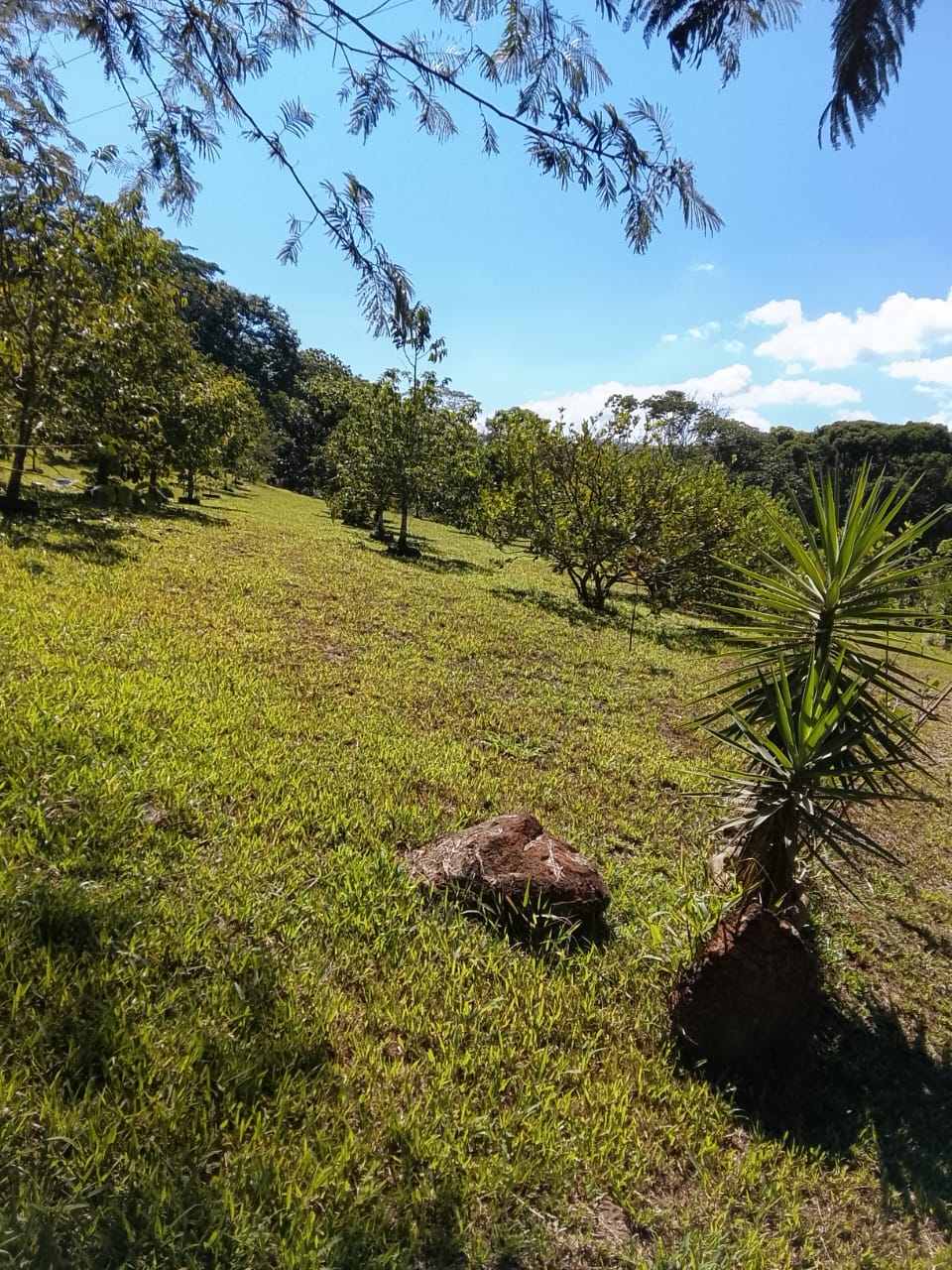 Finca en San Pedro