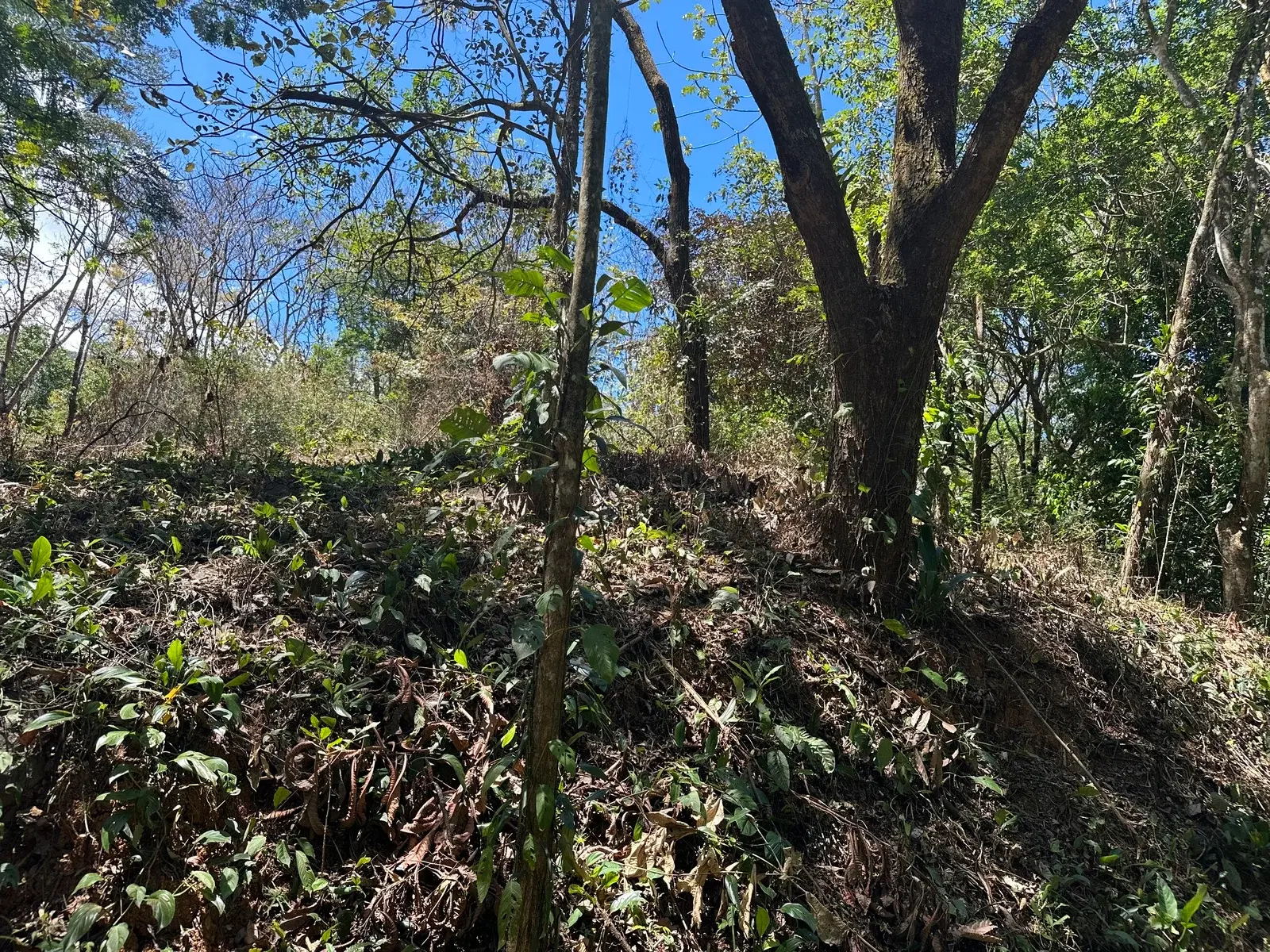 Terreno en San Luis