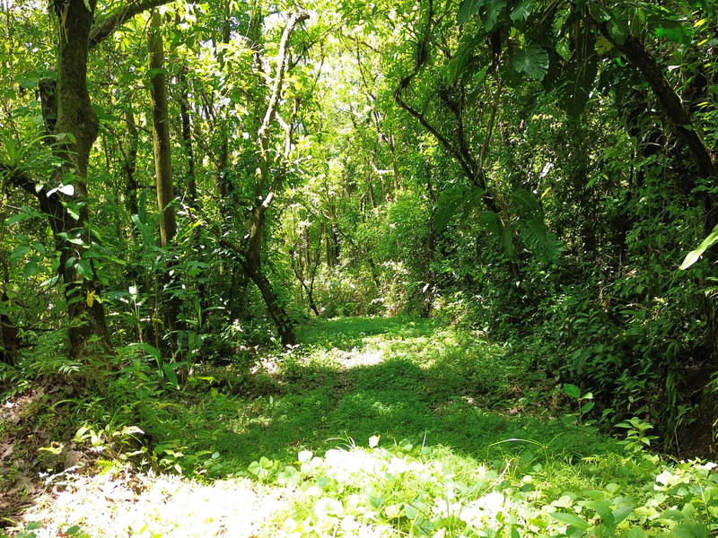 Land at Barú