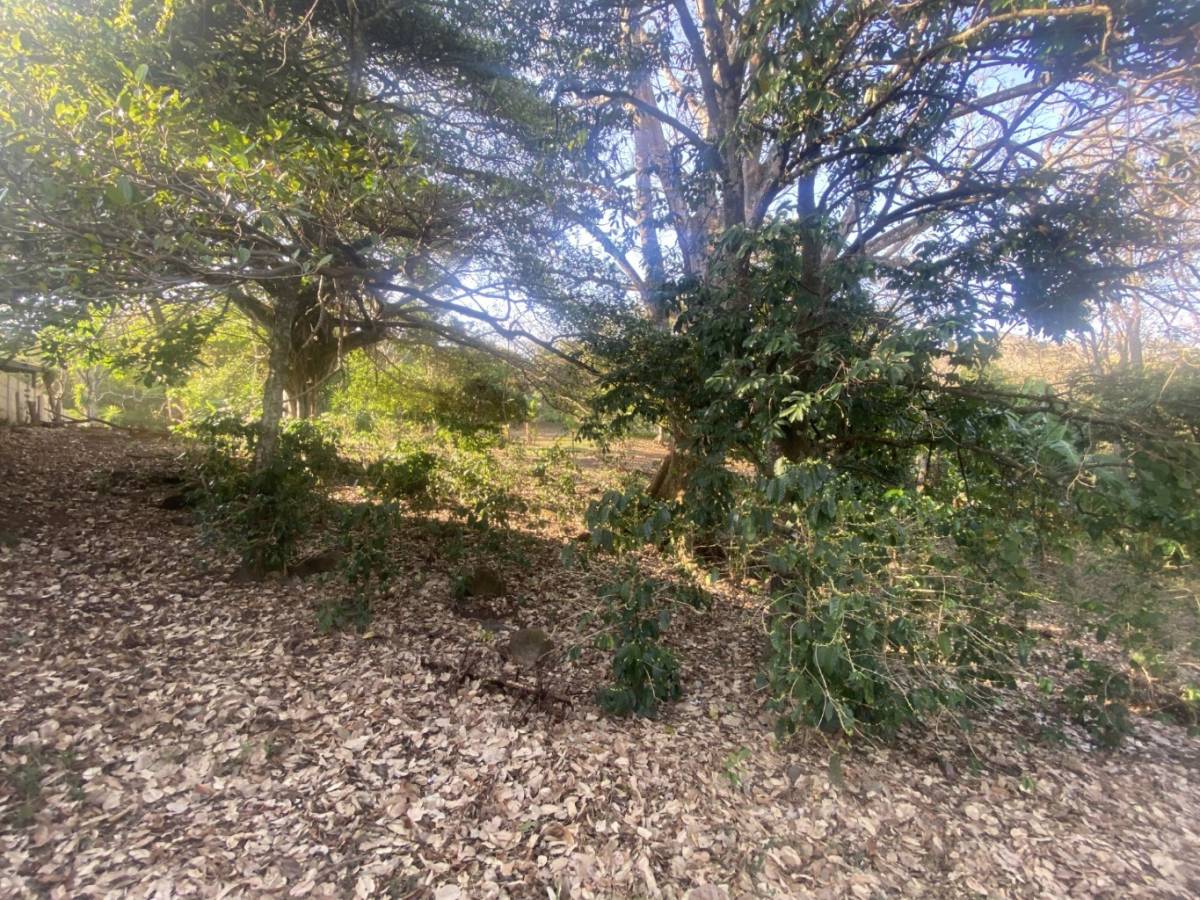 Estate at Atenas