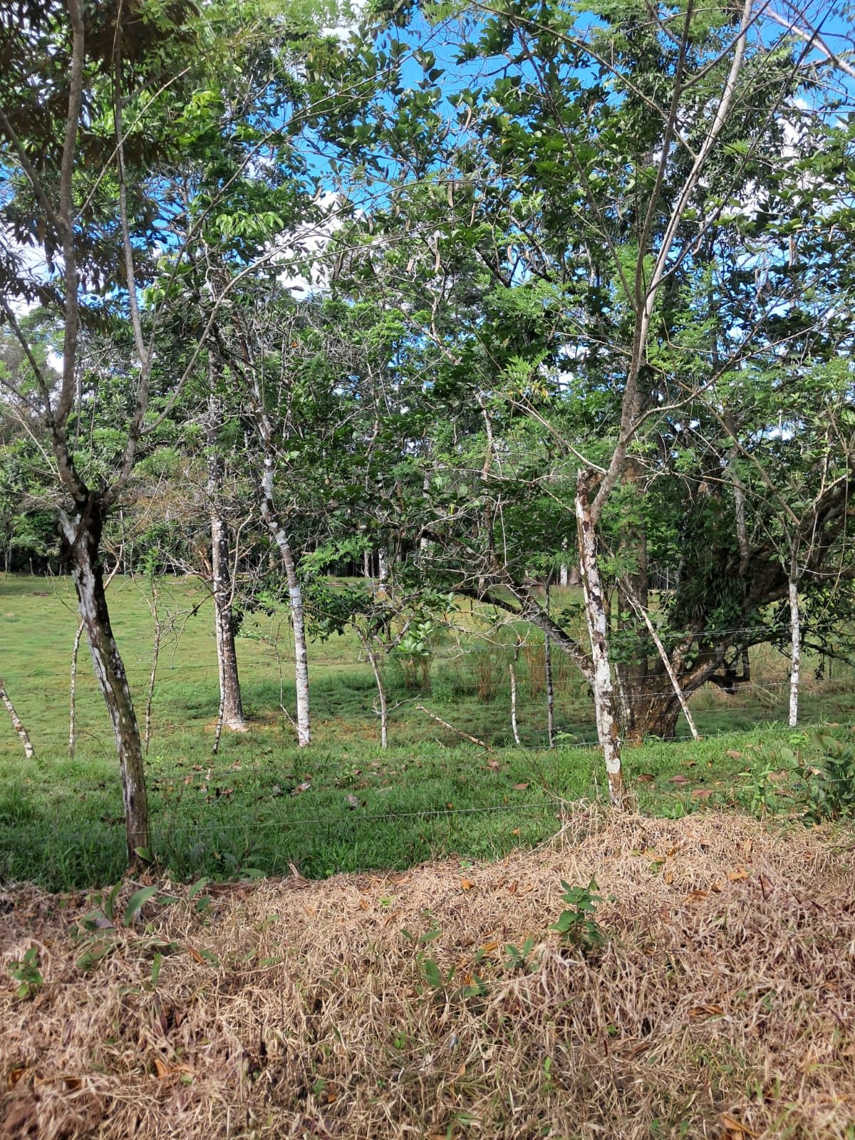 Finca en Katira