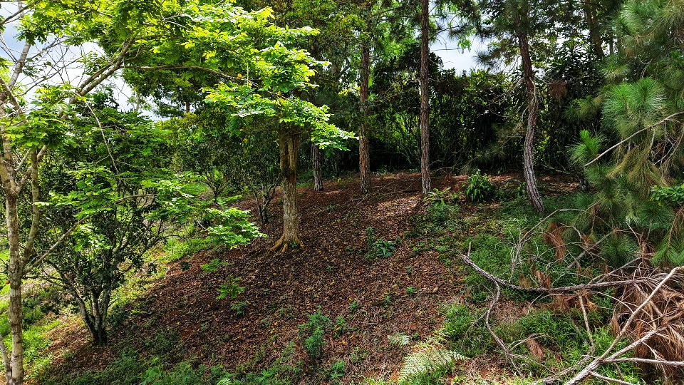 Terreno en San Isidro del General