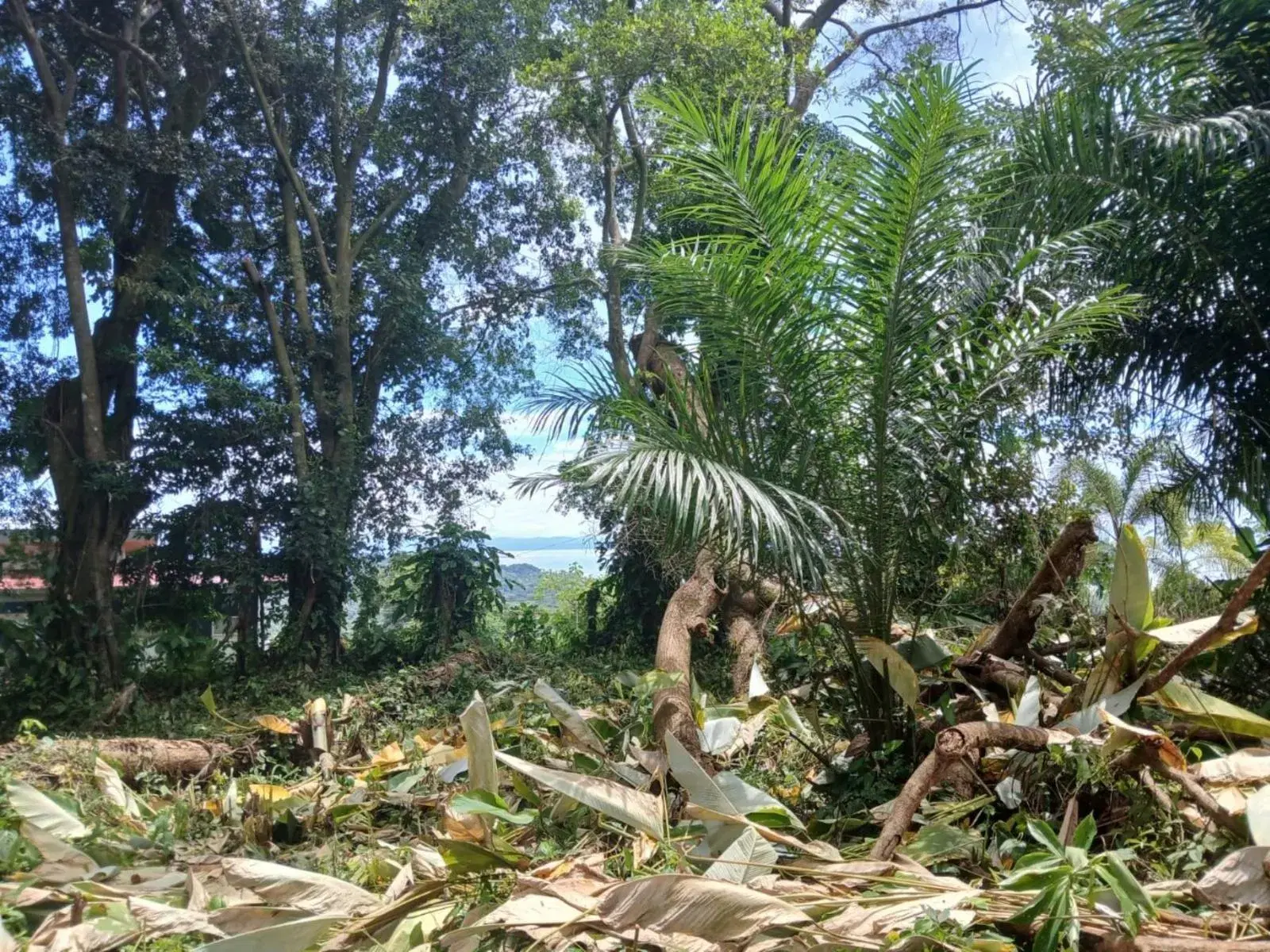 Land at Puerto Cortés
